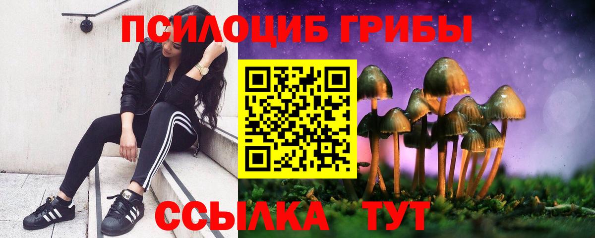 Галлюциногенные грибы Psilocybe Междуреченск
